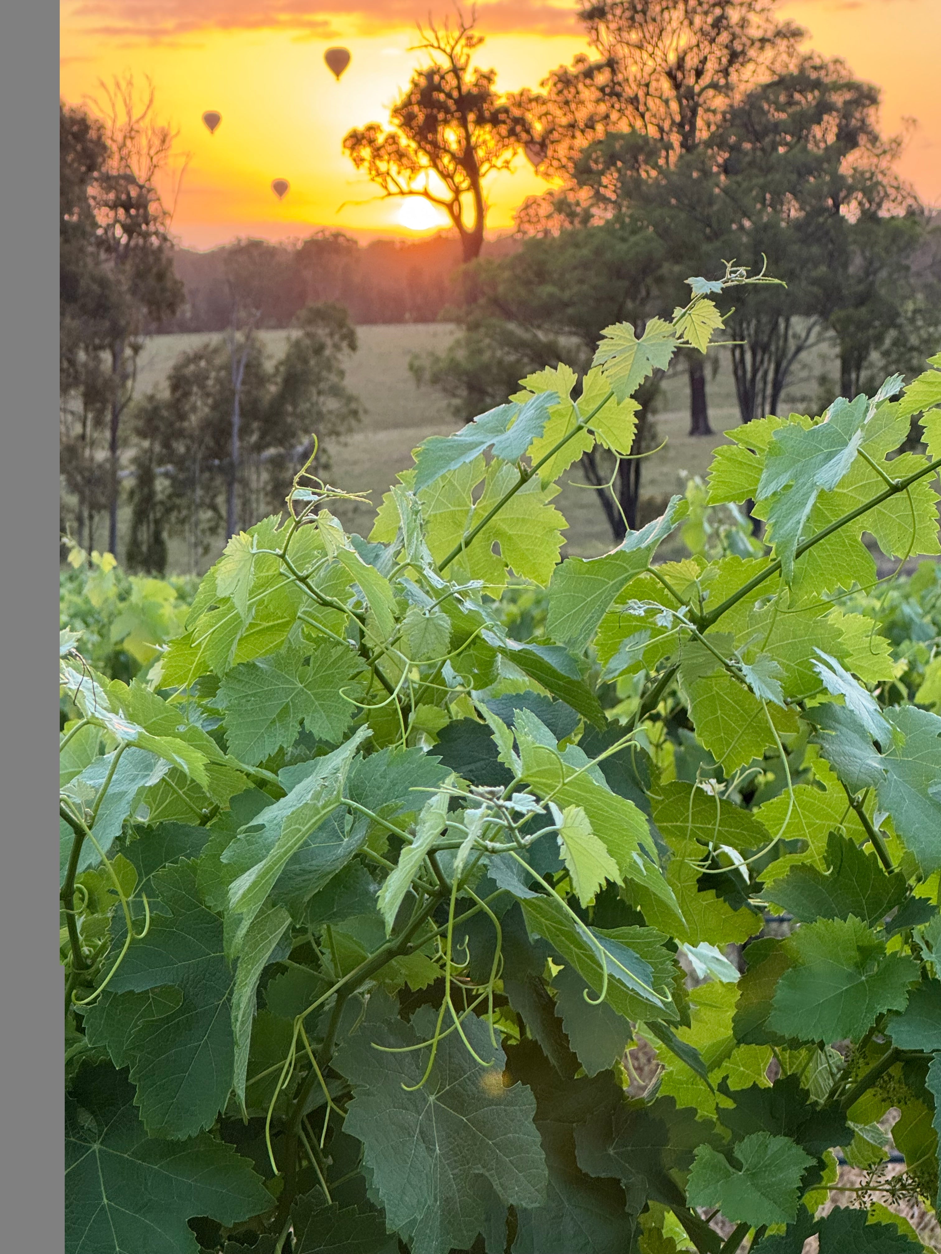 Harvest Time Hunter Valley 